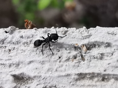 Procryptocerus
