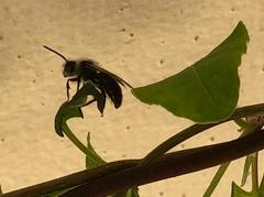 Andrena cineraria