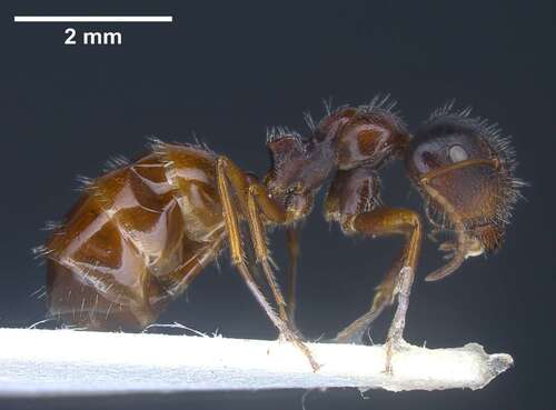 Camponotus anatolicusCamponotus anatolicus
