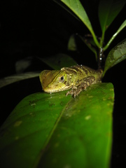 Enyalioides laticeps