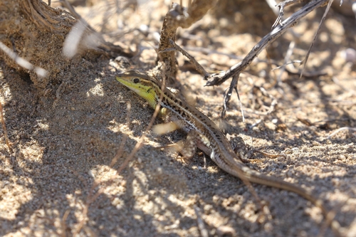 Snake-eyed Lizard