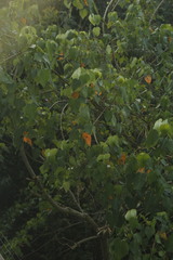 Croton urucurana, photograph (c) Gabriel Fernandes, some rights reserved (CC BY)