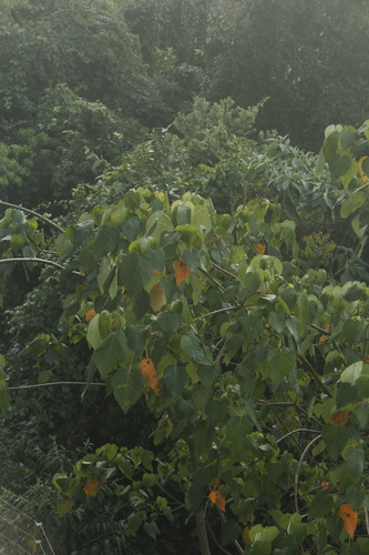 Croton urucurana, photograph 6