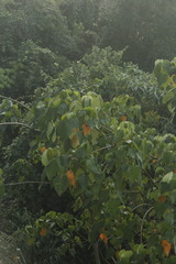 Croton urucurana, photograph (c) Gabriel Fernandes, some rights reserved (CC BY)
