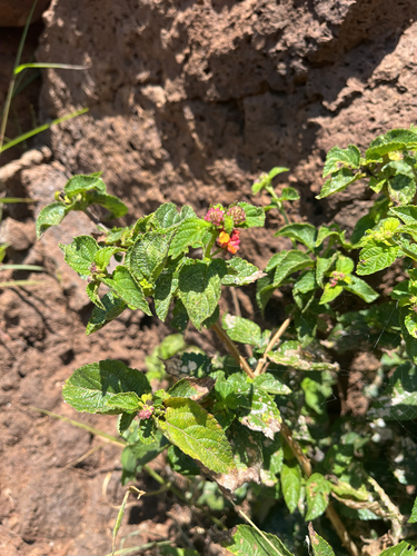 Lantana camara observed 2026-06-01