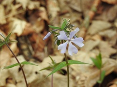 Phlox divaricata