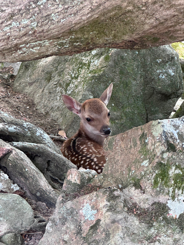 Honshū Sika Deer