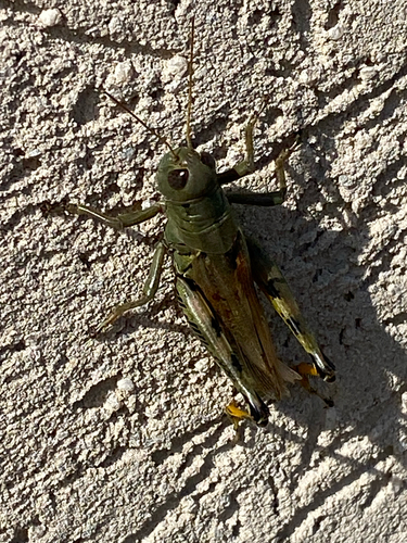 Saltamontes diferencial