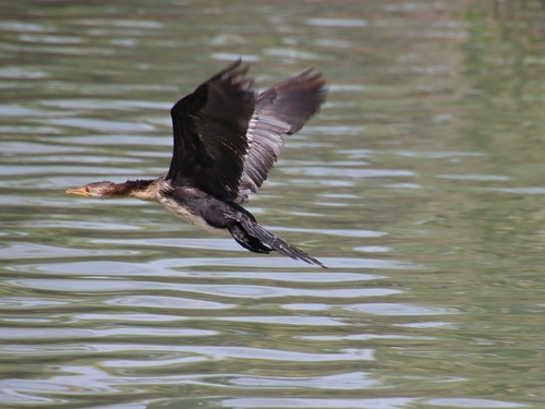 iNaturalist image