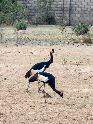 Black Crowned Crane