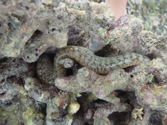 Gymnothorax richardsonii