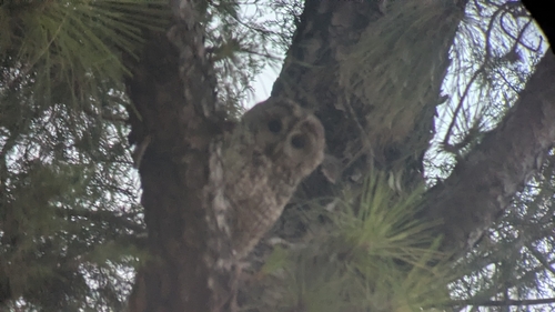 Maghreb Owl