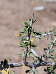 Condalia globosa