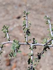 Condalia globosa, photograph (c) Abraham Sánchez Romero, some rights reserved (CC BY)