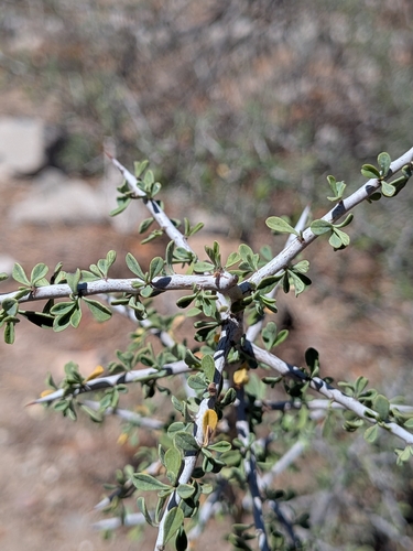 Condalia globosa, photograph 3