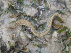 Gymnothorax richardsonii