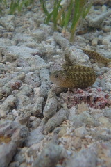 Gymnothorax richardsonii