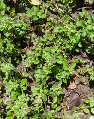Polycarpon tetraphyllum tetraphyllum