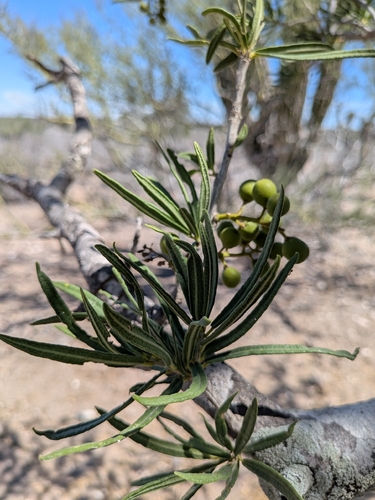 Forchhammeria watsonii, photograph 2