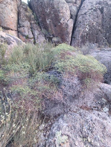 Heermann's buckwheat