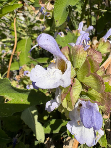 Mountain Sage