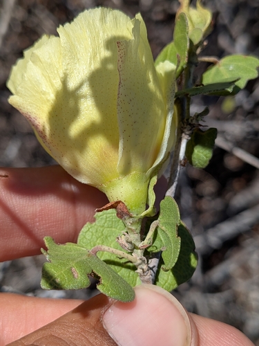 Gossypium harknessii