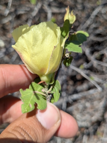 Gossypium harknessii, photograph 2