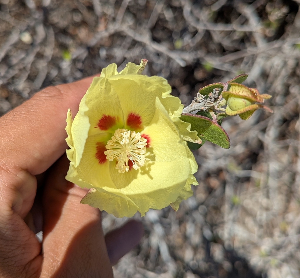 Gossypium harknessii; photograph (c) Abraham Sánchez Romero, some rights reserved (CC BY)