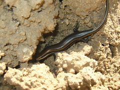 Marisora lineola