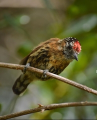 Picumnus nebulosus