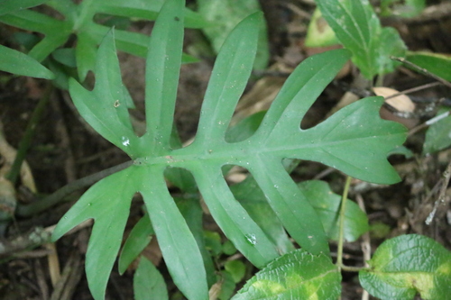 Philodendron mayoi, photograph 1
