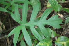 (c) Wallace Carneiro Almeida, some rights reserved (CC BY-SA) Philodendron mayoi, photograph (c) Wallace Carneiro Almeida, some rights reserved (CC BY-SA)