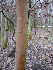 Trentepohlia umbrina