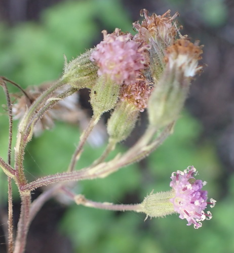 Senecio purpureus, photograph 6