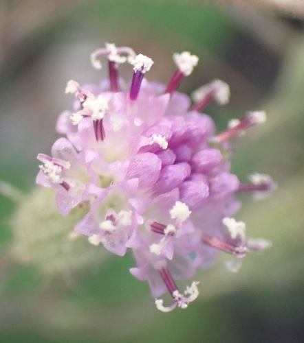 Senecio purpureus, photograph 4