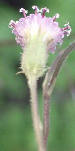 Senecio purpureus, photograph 5
