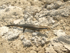 Marisora lineola