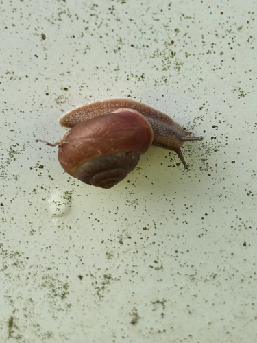 Bradybaena similaris observed 2026-06-01