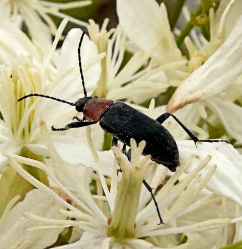 Heliotaurus ruficollis