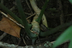 Philodendron mayoi