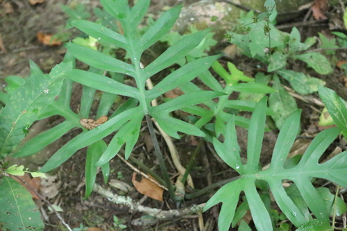 Philodendron mayoi, photograph 2