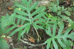 (c) Wallace Carneiro Almeida, some rights reserved (CC BY-SA) Philodendron mayoi, photograph (c) Wallace Carneiro Almeida, some rights reserved (CC BY-SA)
