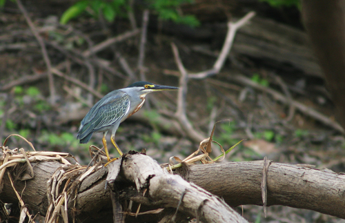 iNaturalist image