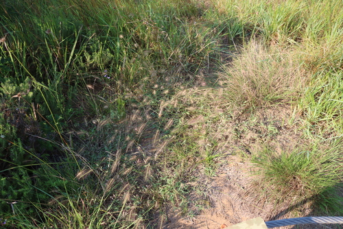 Perotis patens, photograph 3