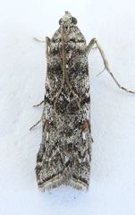 Passadenoides montanus