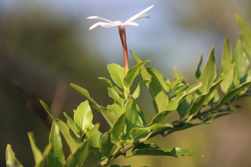 Jasminum multipartitum; photograph (c) Tony Rebelo, some rights reserved (CC BY-SA)