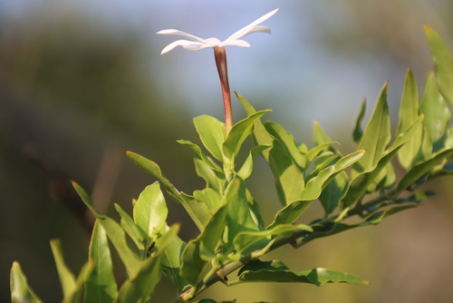 Jasminum multipartitum