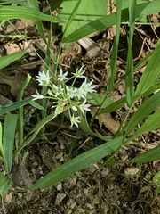 Allium fraseri