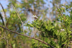 (c) Tony Rebelo, some rights reserved (CC BY-SA) Jasminum multipartitum, photograph (c) Tony Rebelo, some rights reserved (CC BY-SA)