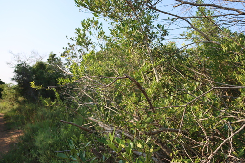 Jasminum multipartitum, photograph 2
